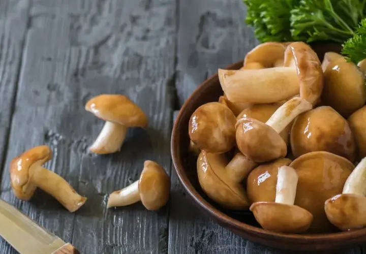 Jak suszyć maslaki, gąski i zajączki - porady