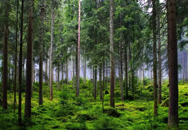 Gęsty, zielony las iglasty, przypominający krajobraz parków narodowych i rezerwatów przyrody.