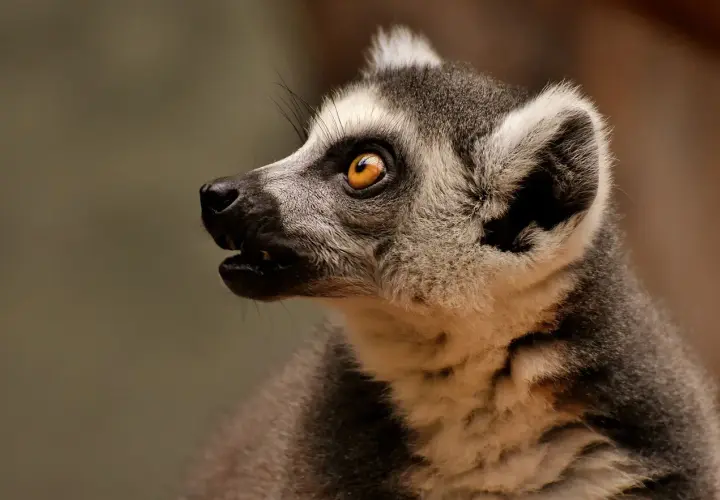 Lemur z niesamowitym okiem, jakby opowiadał o swoich przygodach w najlepszym zoo w Polsce.