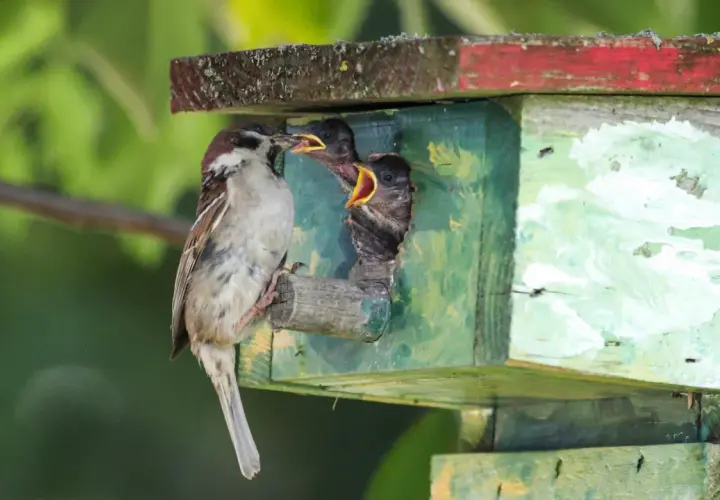Ein Spatz füttert seine Jungen im Spatzennest. Die Küken strecken ihre gelben Schnäbel weit auf.