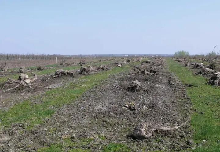 Pola po wycince drzew, pozostały pnie i korzenie. Widać ślady po chorobie, być może werticilioza, która zniszczyła sad.