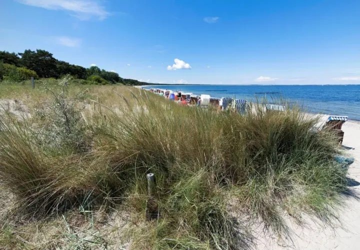Strandgras und Strandkörbe am Ostseestrand. Perfekt zum baden Ostsee und Entspannen.
