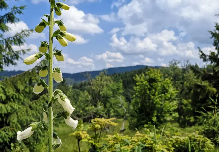 Kwiaty naparstnicy na tle zielonej, pagórkowatej łąki. W oddali las i błękitne niebo z chmurami.