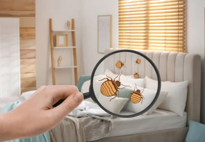 Une main tient une loupe révélant des punaises de lit sur un lit. Que le propriétaire ou le locataire soit responsable, l'infestation est visible.