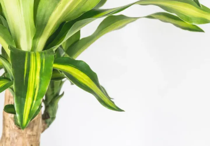 El tronco de brasil muestra sus hojas verdes y amarillas vibrantes contra un fondo blanco.