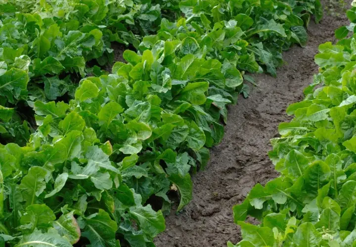 Rigogliose foglie verdi crescono su un fertile terreno argilloso, delineando un solco nel campo.