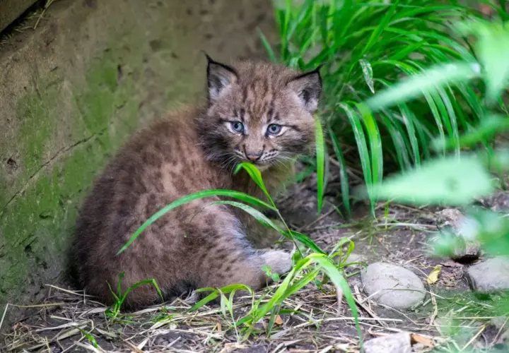 Ein neugieriges Luchs-Baby mit blauen Augen sitzt im Gras und knabbert an einem Grashalm.