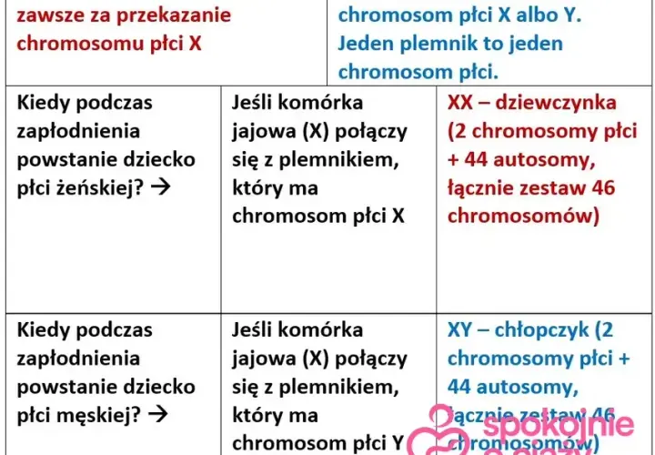Płeć dziecka: Kiedy i jak najwcześniej ją poznasz? Metody i pewność.