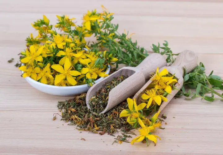 Johanniskraut-Blüten und getrocknete Pflanzenteile auf Holzlöffeln. Bekannt für seine Wirkung auf den Schlaf.