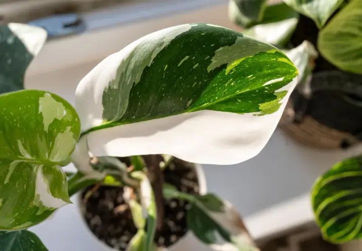 Liście rośliny Philodendron White Princess, z białymi i zielonymi plamami, wyglądają jak królewskie szaty.