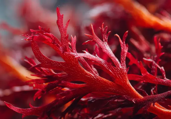 Rote Algen, reich an Astaxanthin, könnten bei Histaminintoleranz helfen. Die feinen Strukturen der Algen sind faszinierend.