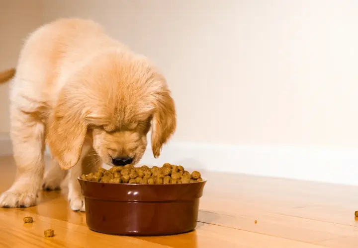 Un cachorro golden retriever come con entusiasmo. La cantidad de pienso para cachorro en su cuenco parece perfecta para su apetito.