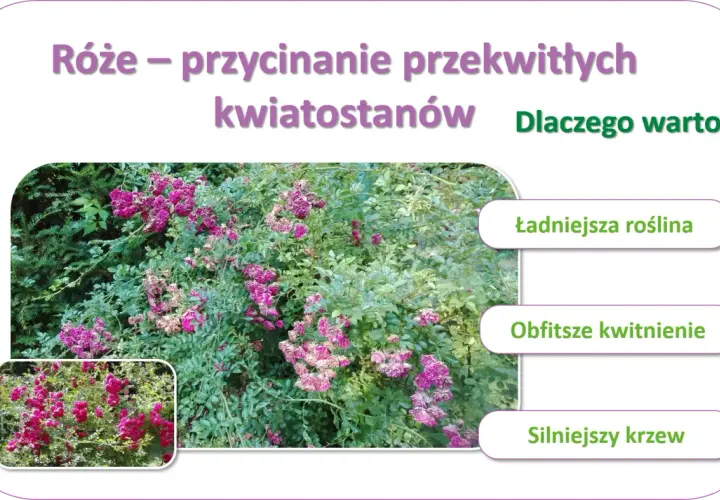 Jak przycinać róże rabatowe po przekwitnięciu, aby kwitły obficie