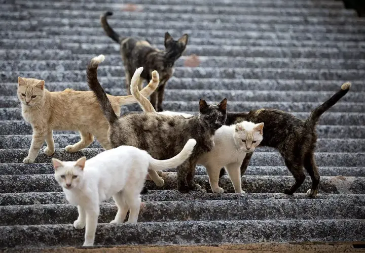 Un grupo de gatos callejeros, de diversos pelajes, caminan por escalones de piedra. Una imagen que evoca la necesidad de la ley de bienestar animal para protegerlos.