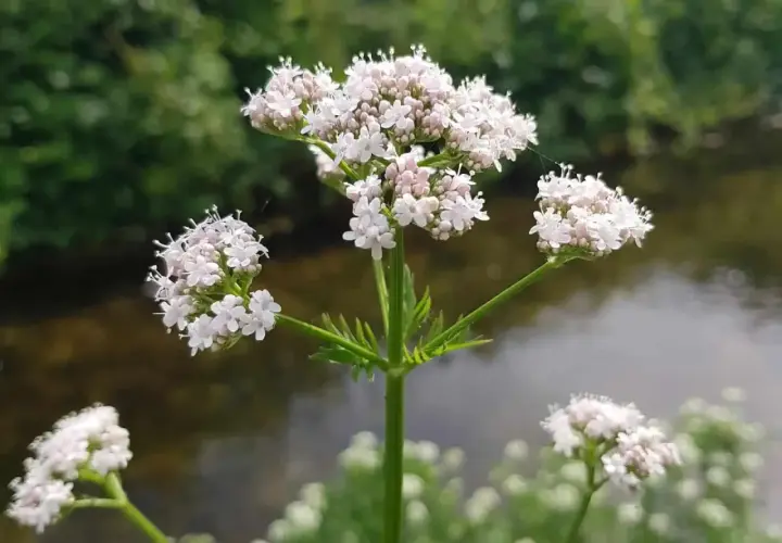 Zarte weiße Baldrianblüten am Wasser. Die Pflanze ist bekannt für ihre beruhigende baldrian hormonelle wirkung.