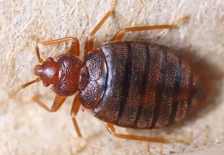 Chinches de cama, pequeños insectos que parecen salir porque salen piojos de la nada, se arrastran sobre una superficie texturizada.