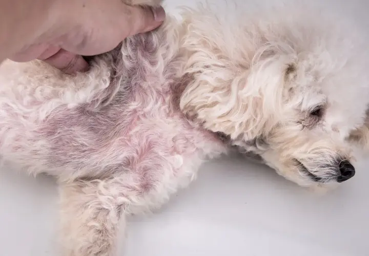 Cane con pelo chiaro e pelle arrossata, sintomo di dermatite da acari.