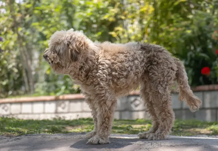 Puszysty lagotto romagnolo z kręconą sierścią stoi na ścieżce w ogrodzie, otoczony zielenią i kwiatami.