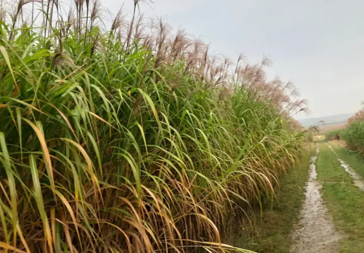 Champ de miscanthus aux plumes rosées, une ressource prometteuse pour le chauffage individuel, bordant un chemin rural humide.