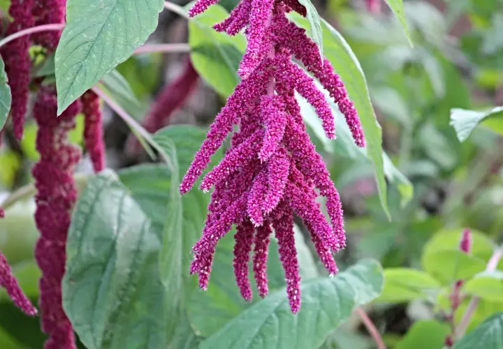 Fiori penduli di amaranto pianta, di un intenso colore fucsia, tra foglie verdi.