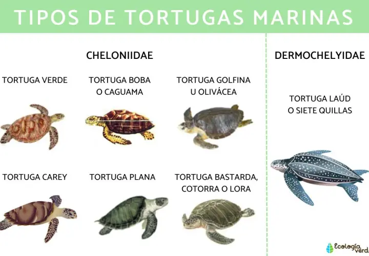 Diversos tipos de tortugas marinas: verde, boba, golfina, carey, plana, bastarda y laúd.
