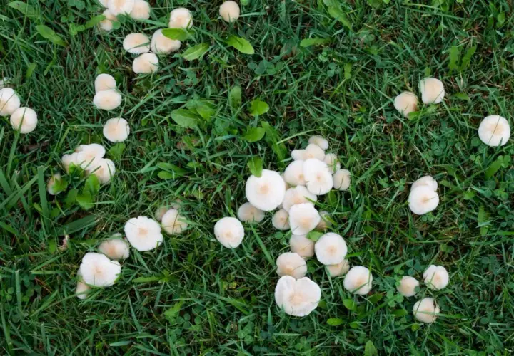 Pozbycie się białych grzybów na trawniku: 5 skutecznych sposobów