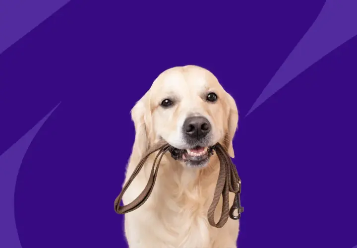 A golden retriever holds a leash in its mouth, ready for a walk. This image relates to benazepril for dogs, a medication for heart conditions.