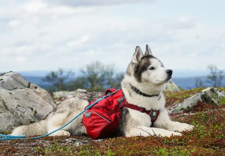 En ståtlig husky med röd packväska vilar på en fjällhed, redo för äventyr. En perfekt kompanjon för vandra med hund.