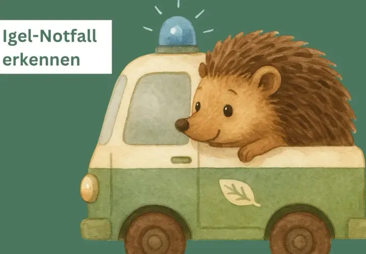 Ein süßer Igel im Rettungswagen mit Blaulicht. Wenn du einen Igel gefunden hast, was tun? Hier erfährst du es.