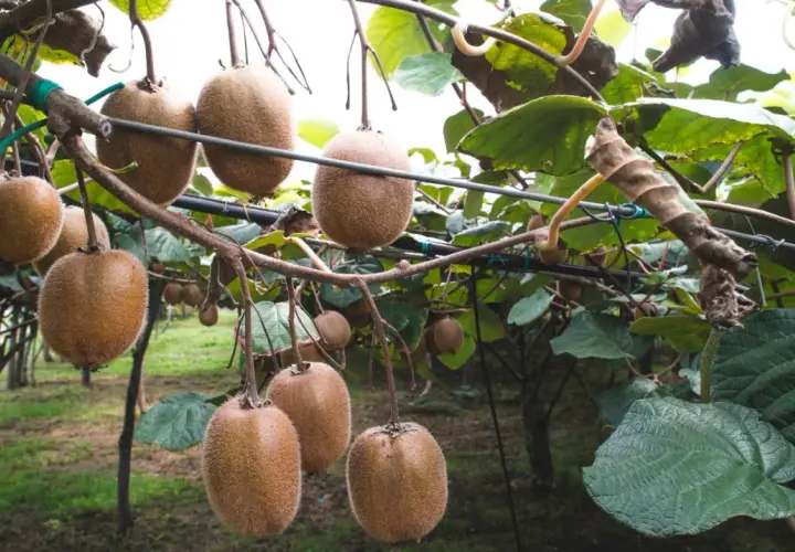 Gros fruits du kiwi pendent des branches d'un arbre du kiwi, prêts à être récoltés.