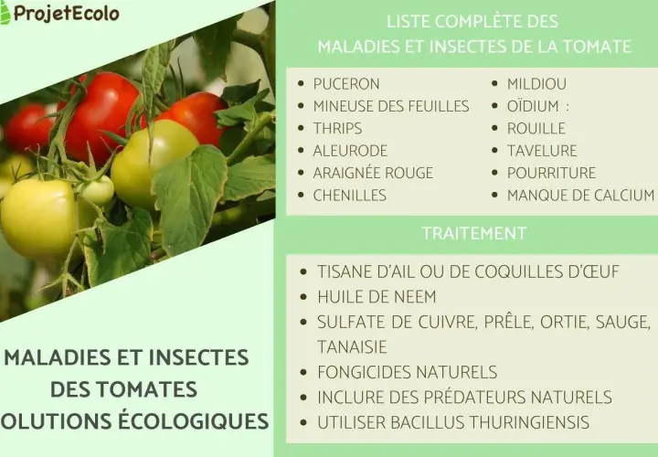 Tomates vertes et rouges menacées par le mildiou, l'oïdium et autres dangers. Solutions écologiques pour les protéger.