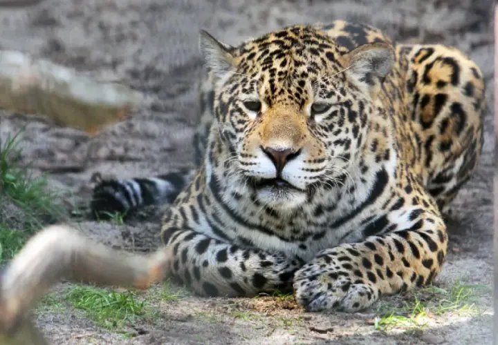 Piękny jaguar w krakowskim zoo. Warto odwiedzić to miejsce, jeśli szukasz wrażeń.