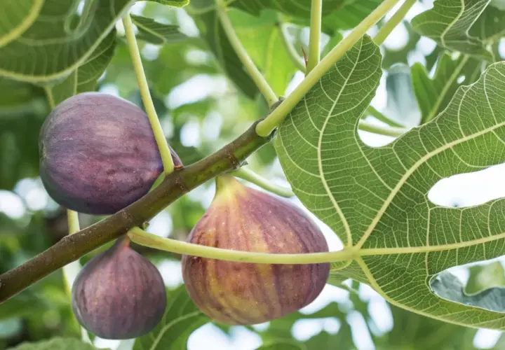 Reife Feigen hängen an einem Ast. Bald ist Zeit für den Feigenbaum schneiden, um die Ernte zu fördern.
