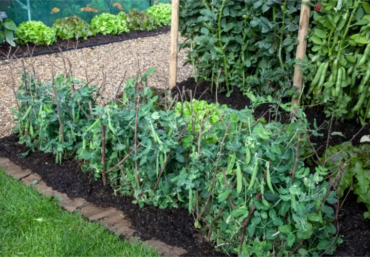 Reihen von Erbsenpflanzen mit Schoten, gestützt durch Äste, wachsen im Garten. Salatköpfe sind im Hintergrund zu sehen. Dies ist ein Beispiel für die no-dig-Methode.