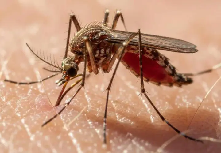 Mosquito succionando sangre, vector de filaria en perros.