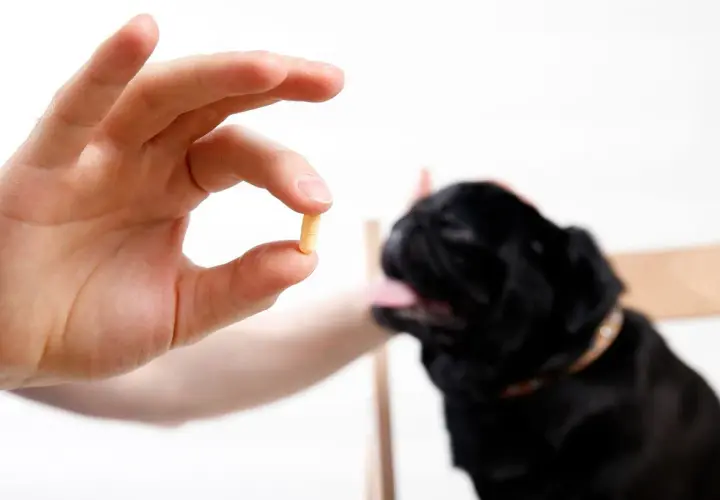 A hand holds a pill, offering it to a black pug. This could be tylan powder for dogs, a common treatment.