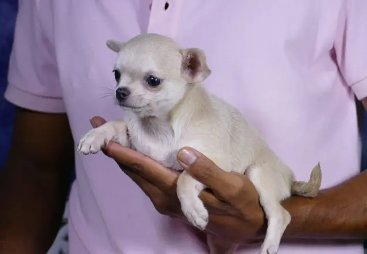 Un adorable cachorro chihuahua de pelo corto, de color crema, descansa en una mano.