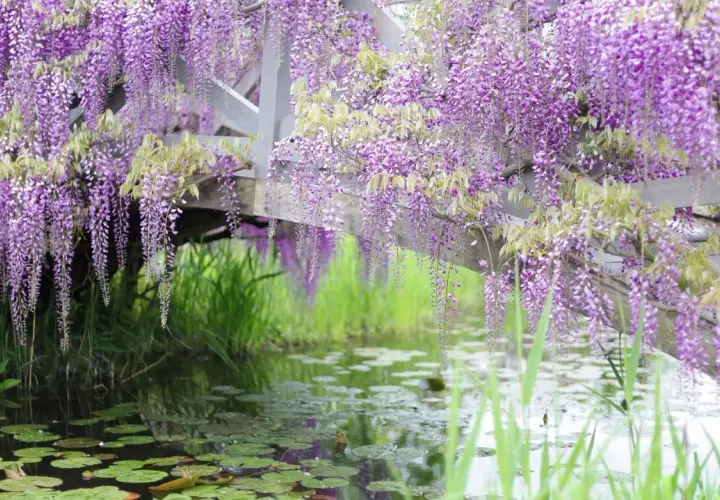 Cascades de glycine fleur tombent sur un étang paisible, créant un spectacle enchanteur.