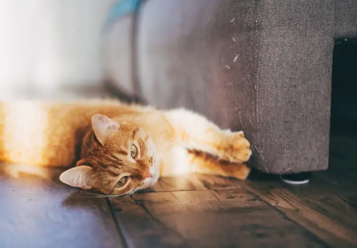 Eine orangefarbene Katze liegt auf dem Boden neben einem Sofa. Sie streckt eine Pfote aus, als ob sie am Sofa kratzen würde.