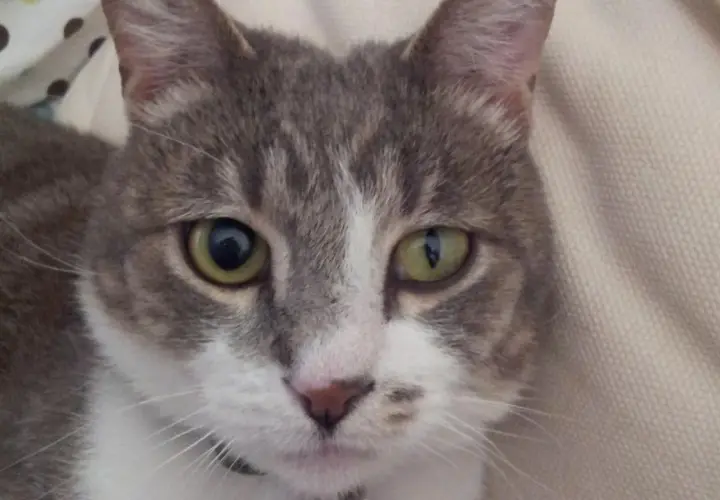 Gato gris y blanco con un ojo afectado por el síndrome de Horner. Su pupila izquierda está dilatada, mientras que la derecha parece normal.