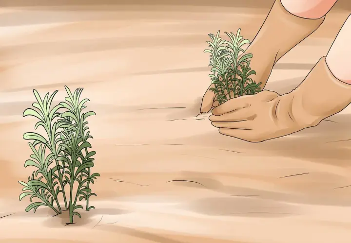 Hände in Handschuhen pflanzen Lavendel. Ein anderer Lavendelbusch steht daneben.