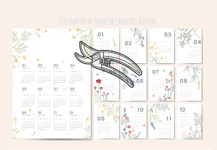 Calendrier de taille des arbustes à fleurs. Une paire de sécateurs est posée sur des calendriers mensuels. Peut-on tailler un althéa en septembre ? Ce calendrier indique quand.