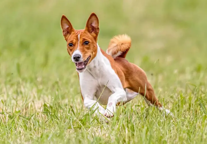 Basenji corre feliz en la hierba, sin emitir su característico ladrido.