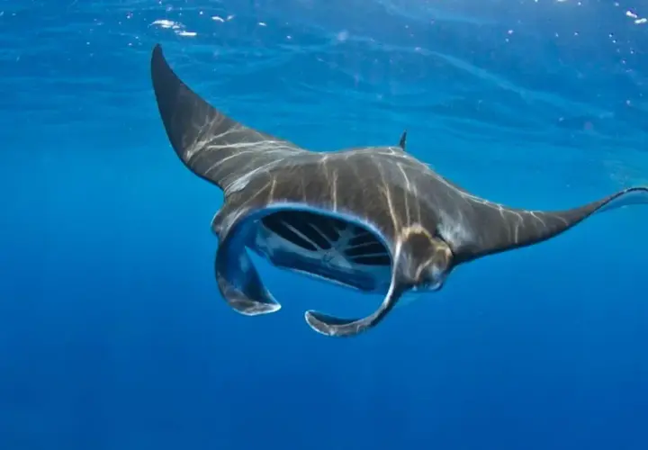 Una majestuosa mantarraya, la mantarraya más grande del mundo, nada en aguas azules.