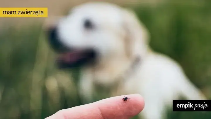 Ochrona psa przed kleszczami: metody, wybór i bezpieczeństwo