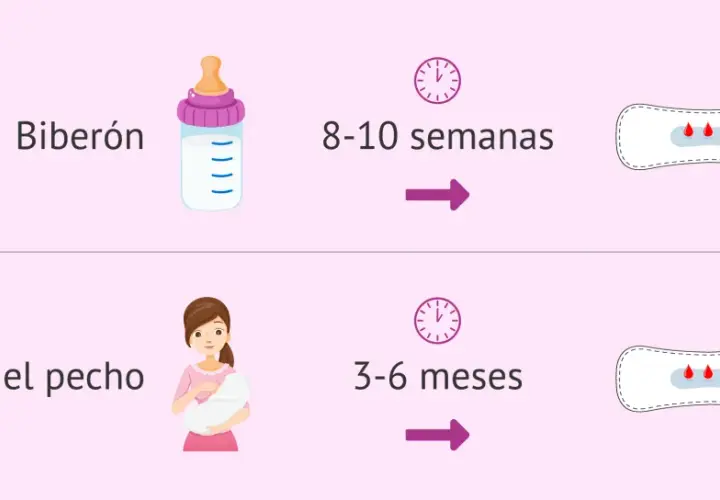Biberón: 8-10 semanas. Dar el pecho: 3-6 meses. ¡Me ha venido la regla antes de terminar la cuarentena!