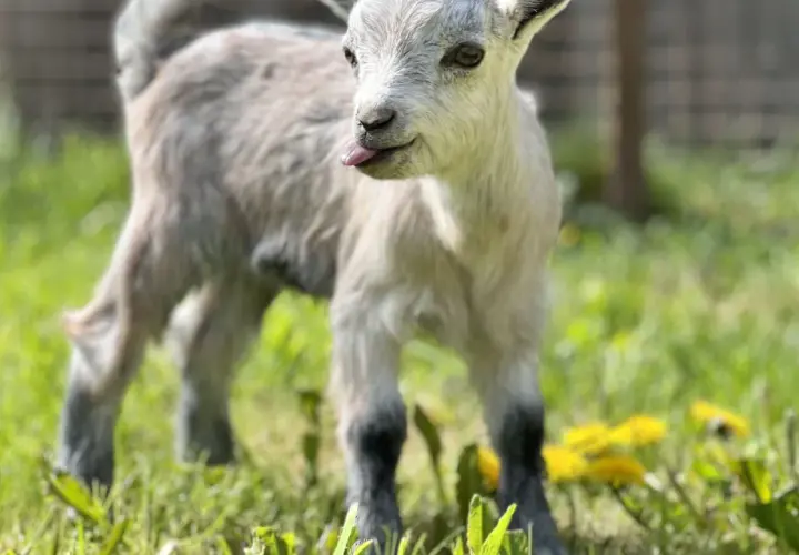 Un bébé chèvre naine, langue sortie, gambade dans l'herbe verte. Une image pleine d'espérance vie.