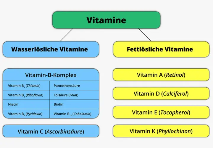 Vitamine und ihr Einfluss auf den Stoffwechsel für mehr Energie und Gesundheit