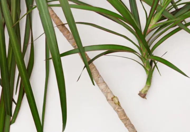 Zielona dracena z czerwonymi brzegami liści, gotowa do rozmnażania.