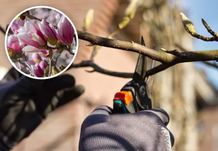 Ręce w rękawiczkach przycinają gałąź magnolii. W okręgu widać piękne, różowe kwiaty. Dowiedz się, kiedy przycinać magnolie.